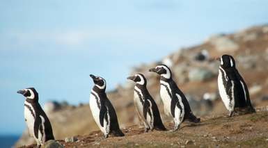 Buenos Aires, Puerto Madryn, Ushuaia y Calafate Buenos Aires, Puerto Madryn, Ushuaia y Calafate