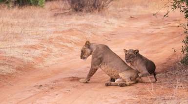 Aventura en Kenia con 3 Safaris Aventura en Kenia con 3 Safaris