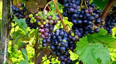 La Rioja: Tierra de Vinos La Rioja: Tierra de Vinos
