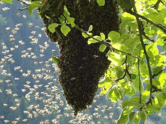 Bauernhof Oberniggler Hopfgarten in Defereggen