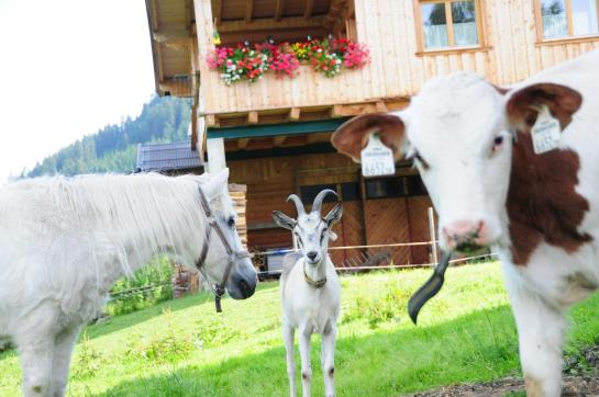 Bauernhof Vorderaltensberg Wildschönau